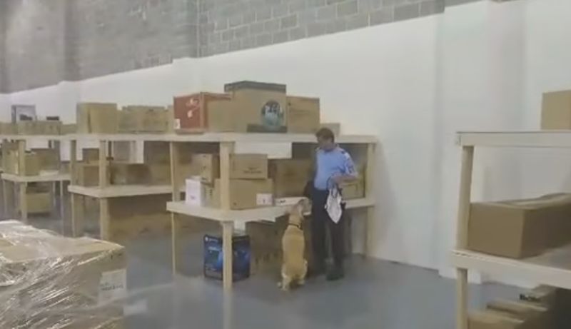 Costă 20.000 euro fiecare! Patru câini din SUA, donați Jandarmeriei