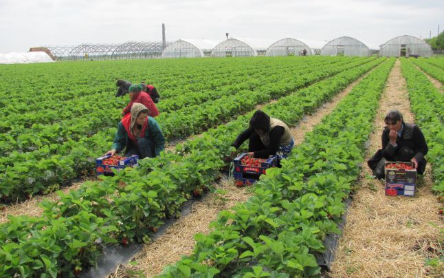 AJOFM recrutează căpşunărese pentru Spania