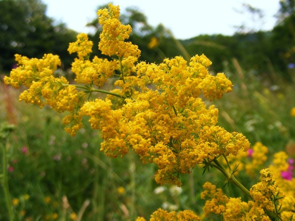 Plante medicinale din Farmacia Domnului – Sânzienele – nelipsite în dieta persoanelor nervoase sau cu diabet