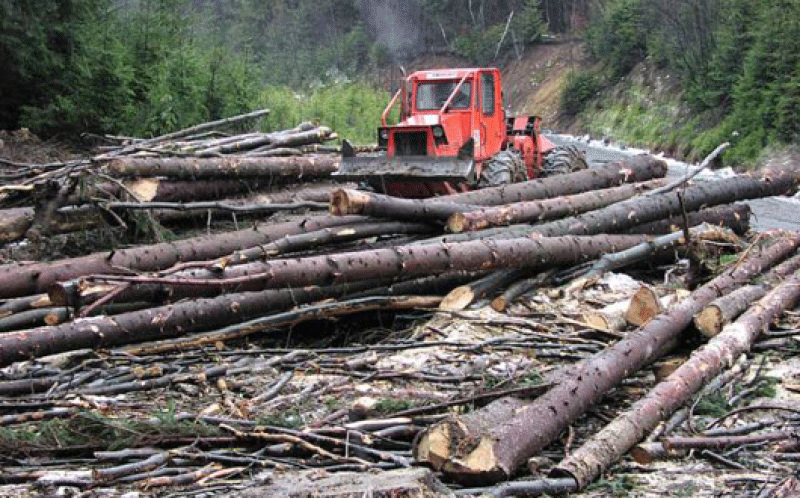 Fruntași la infracțiunile silvice
