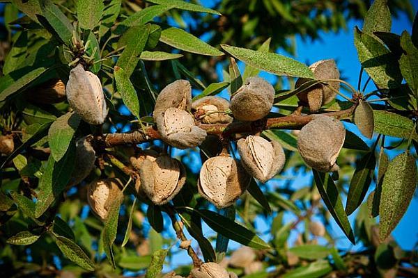 Agricultura pe înţelesul tuturor – Arbuștii fructiferi