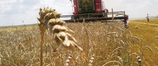 Agricultura pe înţelesul tuturor – Cum trebuie să pregătim recoltatul grâului