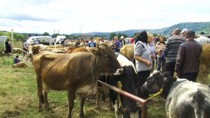 O nouă serie de sancțiuni aplicate de inspectorii DSVSA Gorj