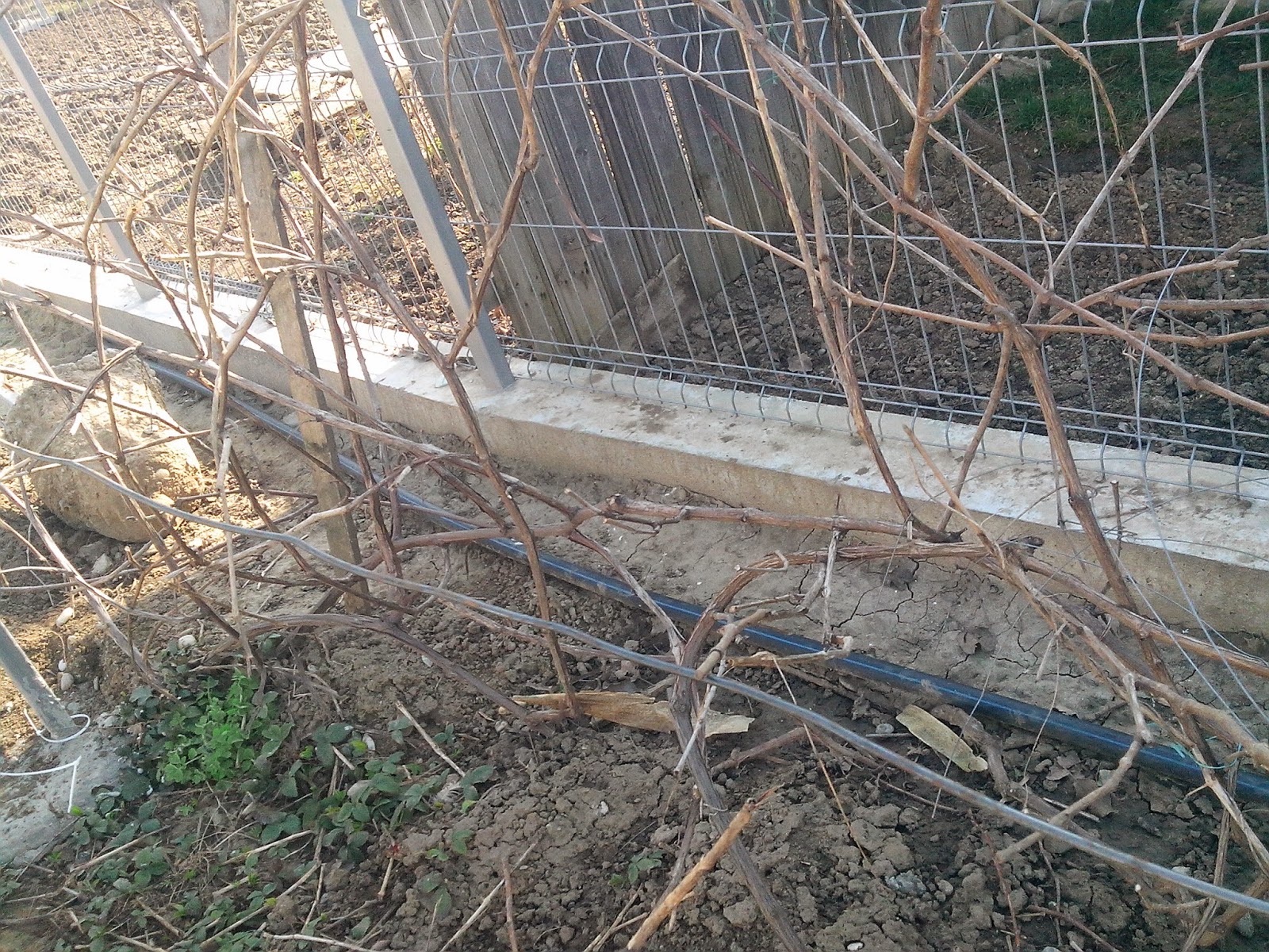 A trecut bruma, să ajutăm via și pomii