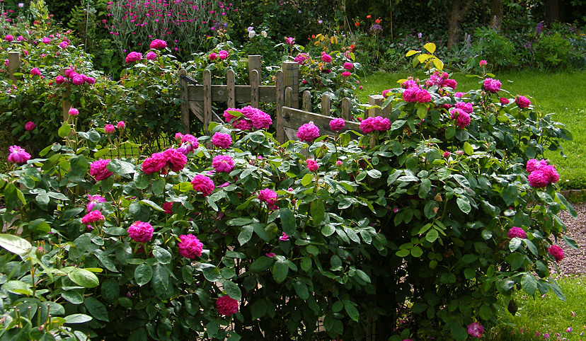 Agricultura pe înţelesul tuturor – Arbuștii fructiferi