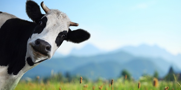 Funny cow on a green meadow looking to a camera with Alps on the