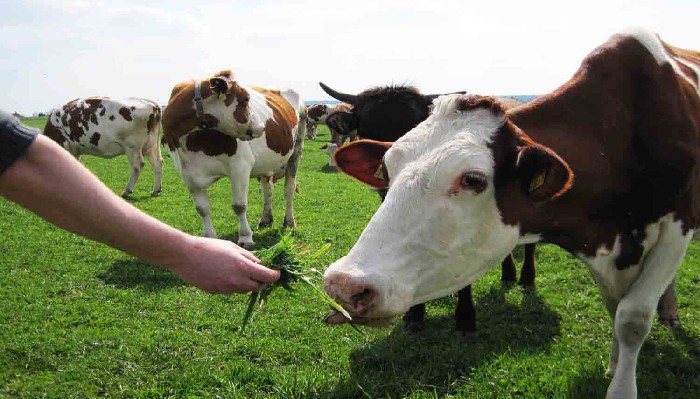 Verdict pentru tinerii acuzați de furt de animale: Femeia a fost eliberată, iubitul rămâne în arest