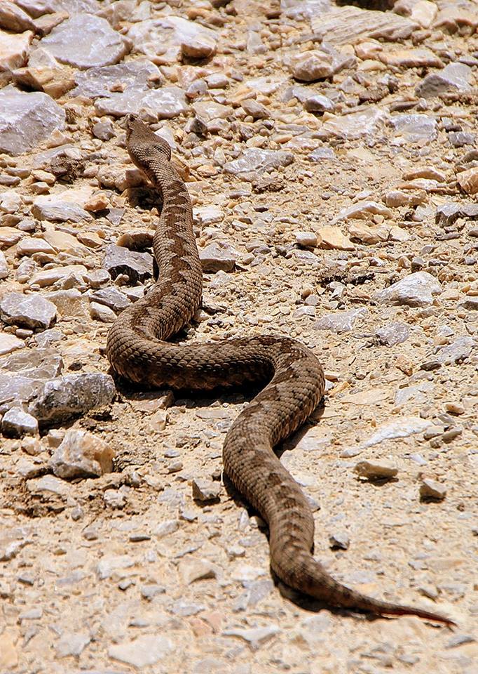 Primul ajutor pentru victimele viperelor, Pompa de absorbţie a veninului, la îndemâna oricui
