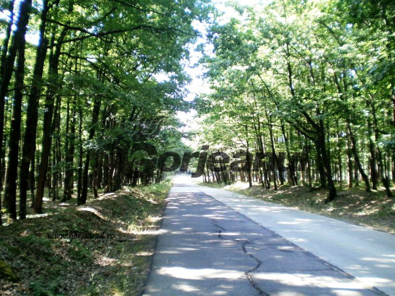 În crucea verii/Prin pădurea Botorogi