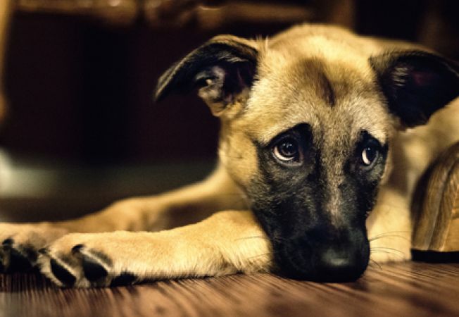 652x450_105128-5-lucruri-pe-care-un-caine-le-simte-la-stapanul-sau