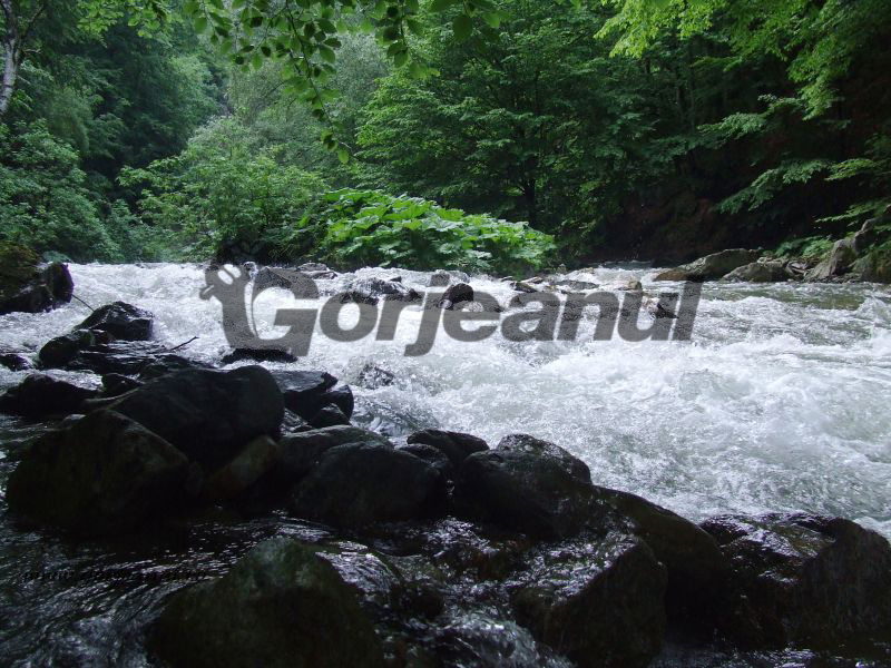 La mijloc de gustar pe Șuşiţa Verde