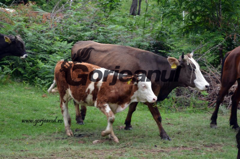 Focarele de antrax au pus pe jar autorităţile de la Gorj