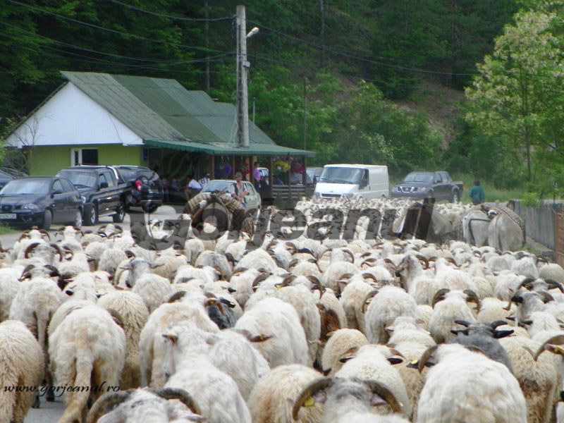 Obiceiuri ancestrale – Sfârşit de transhumanţă