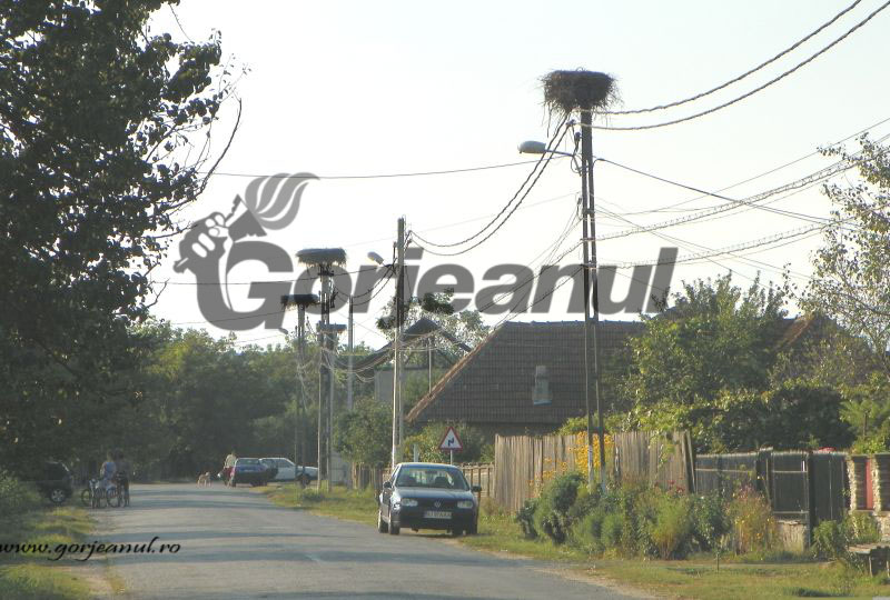 Odată cu venirea toamnei – Berzele pe calea ancestrală a migraţiei