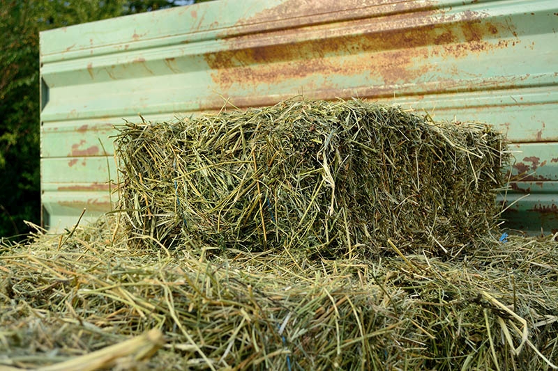 Audieri după furt de lucernă