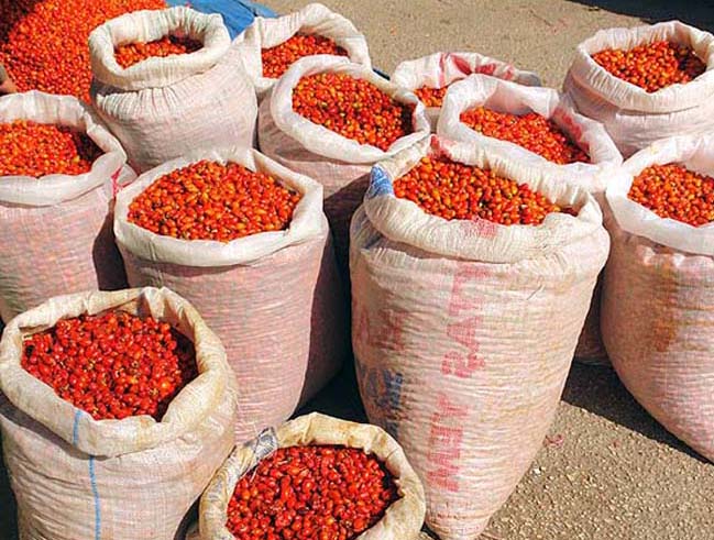 Strânsul măceșelor e în toi!