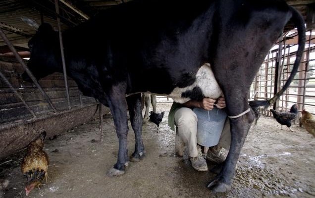 APIA plăteşte fermierii pentru reducerea producţiei de lapte