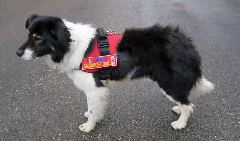 Recco și Carlos Tașcău de la Salvamont Gorj, la Congresul Internațional de Salvare Montană din Bulgaria