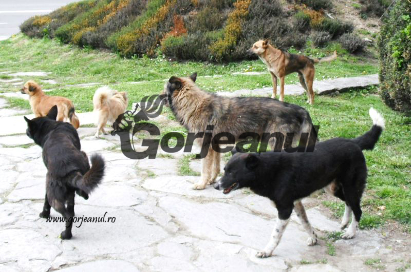 Peste 44.000 de câini din judeţ, vaccinaţi antirabic