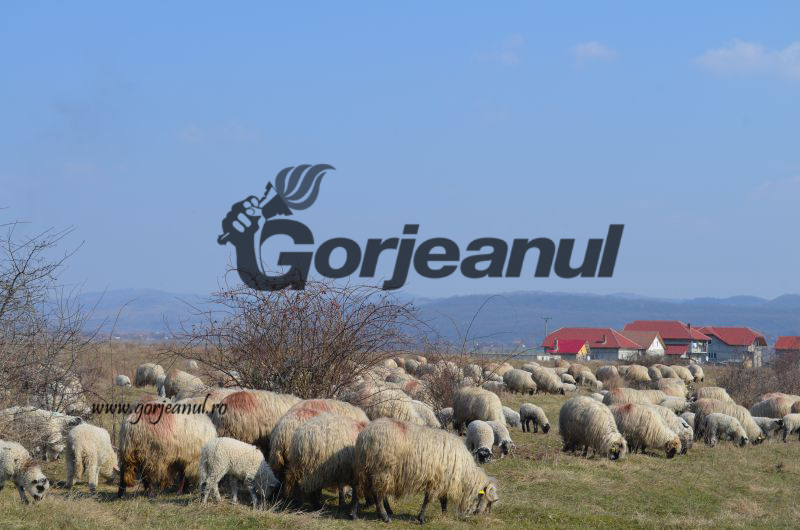 Fermierii din judeţ, verificaţi de echipele APIA