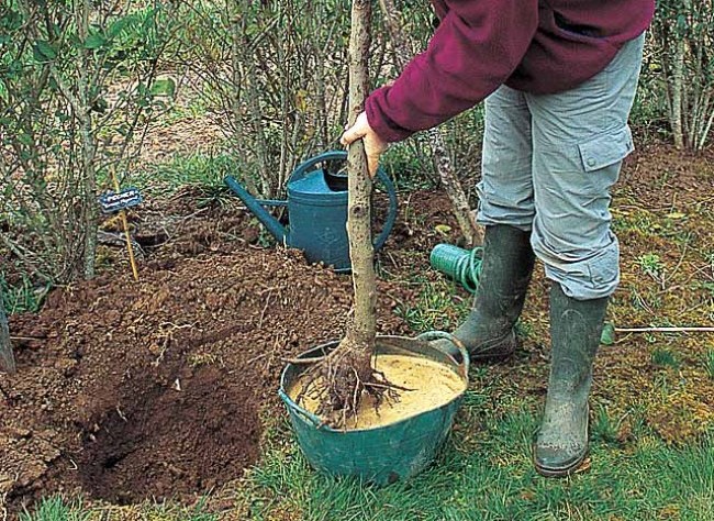 Cum plantăm corect pomii fructiferi (II)