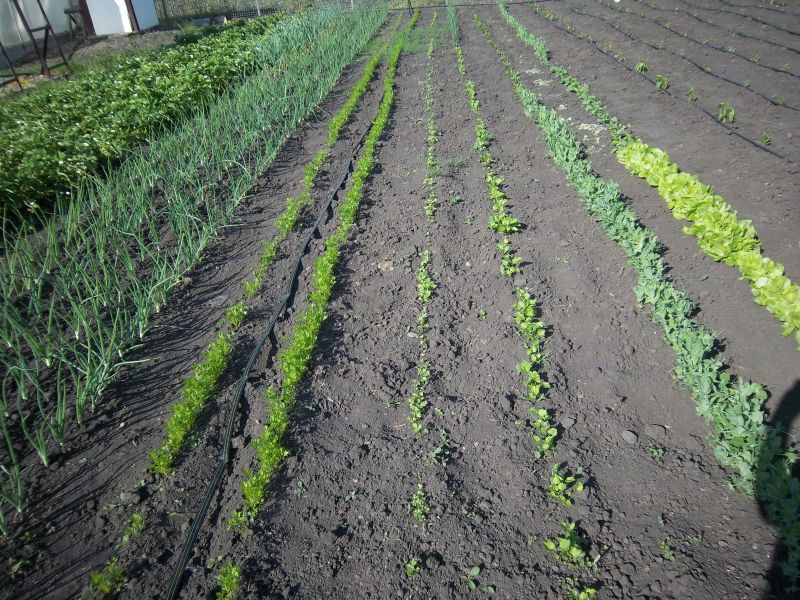 Organizarea grădinii de legume