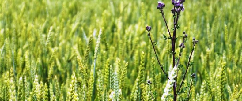 Agricultura pe înțelesul tuturor – Combaterea buruienilor din cerealele păioase