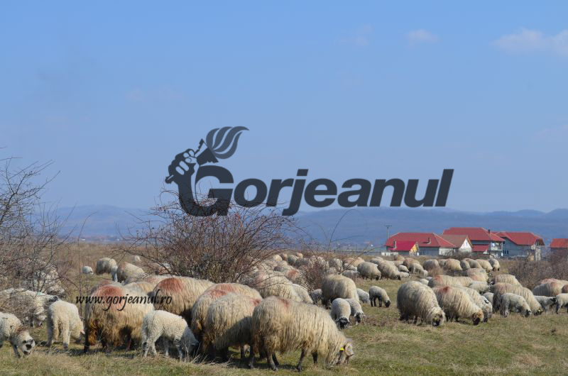 Amânare la plata ajutoarelor de minimis pentru crescătorii de ovine din judeţ