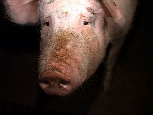 Primii porci, scoși la vânzare pentru Crăciun