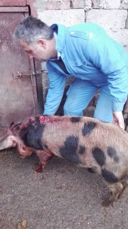 Porci atacați de un câine Rottweiler: Proprietarul a sesizat Poliția