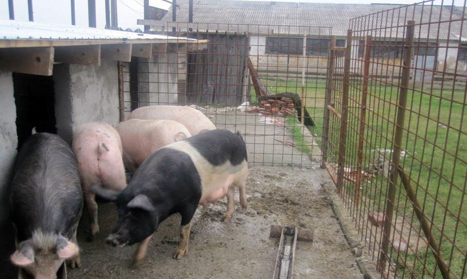 Patronul îngrașă porcul, clubul îngroașă portofelul: Pandurii crește profitul sereleului Gardena River