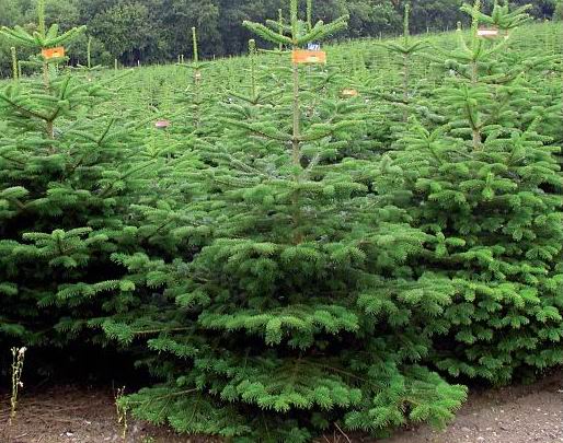 250 de brazi, valorificaţi de Direcţia Silvică Gorj