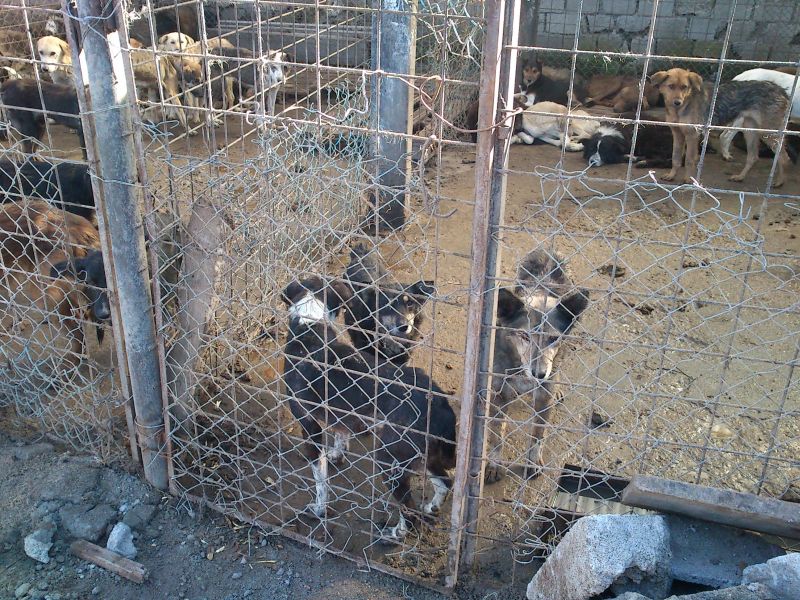 Capacitate depăşită la Centrul Canin