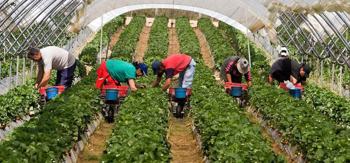 Se fac recrutări pentru culesul căpşunilor în Danemarca