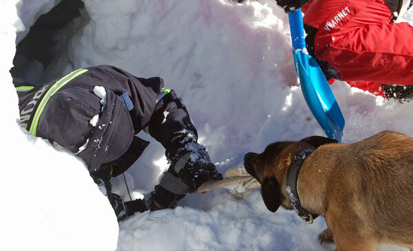 Patrupedul salvator de la Salvamont Gorj, la un exercițiu de salvare după incidentul de la hotelul din Italia