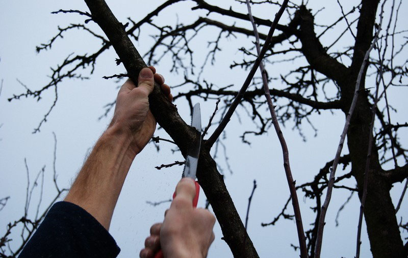 Agricultura pe înţelesul tuturor – Lucrări agricole în repausul vegetativ