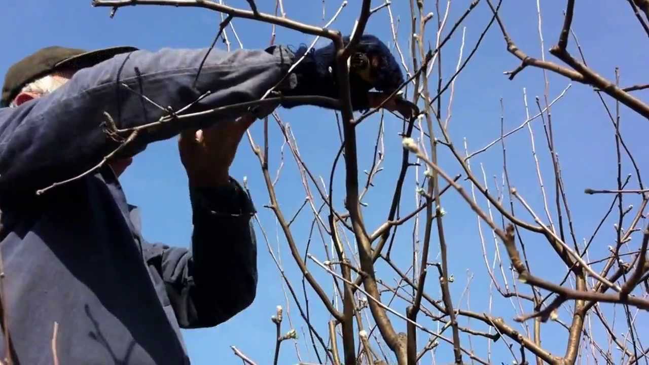 Agricultura pe înțelesul tuturor – Uneltele folosite la tăierea pomilor fructiferi și viei