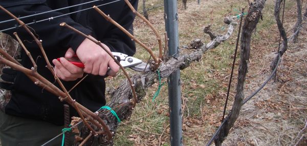 Agricultura pe înțelesul tuturor – Tehnologia efectuării tăierilor la vie