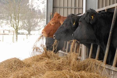 Echipele DSVSA Gorj au dat startul informărilor în rândul fermierilor