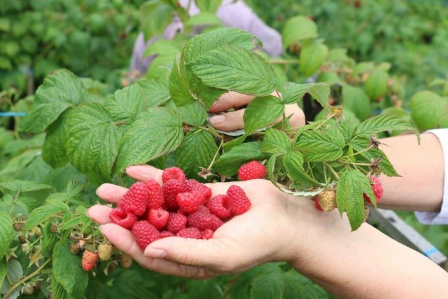 Se caută culegători de zmeură prin intermediul AJOFM Gorj