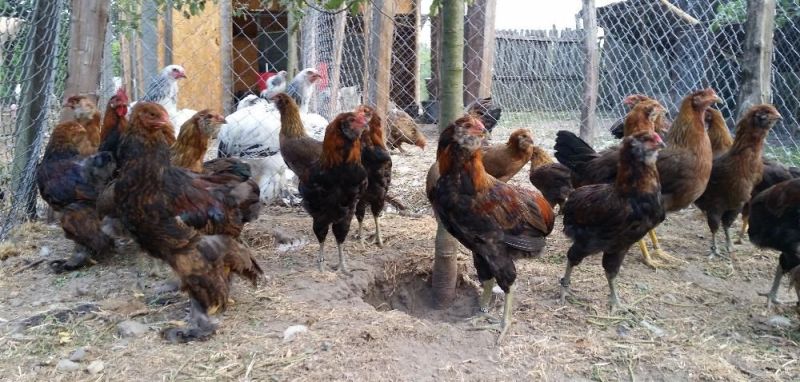 Măsuri anti-gripa aviară, impuse în Gorj