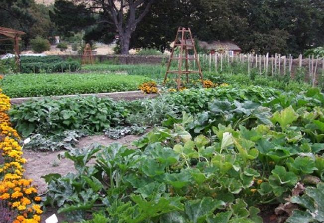 Agricultura pe înțelesul tuturor – Principalele date tehnice privind tehnologia legumelor