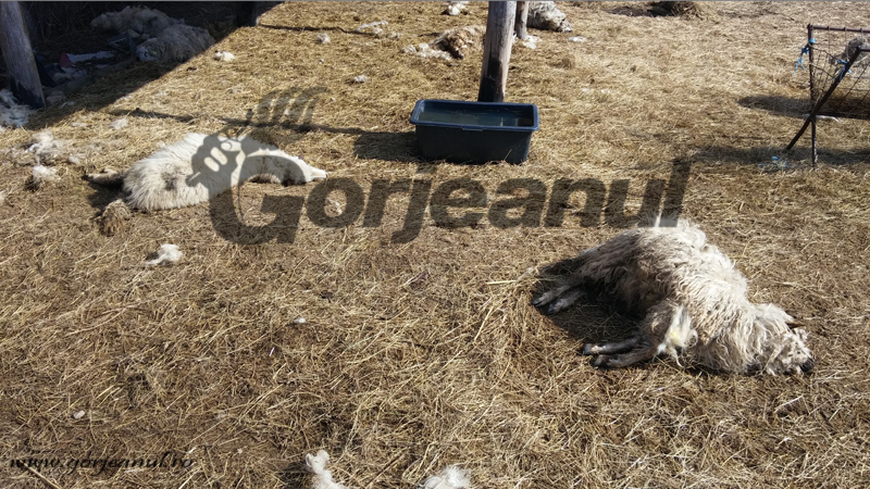 Lupii au atacat stâna la Boroșteni