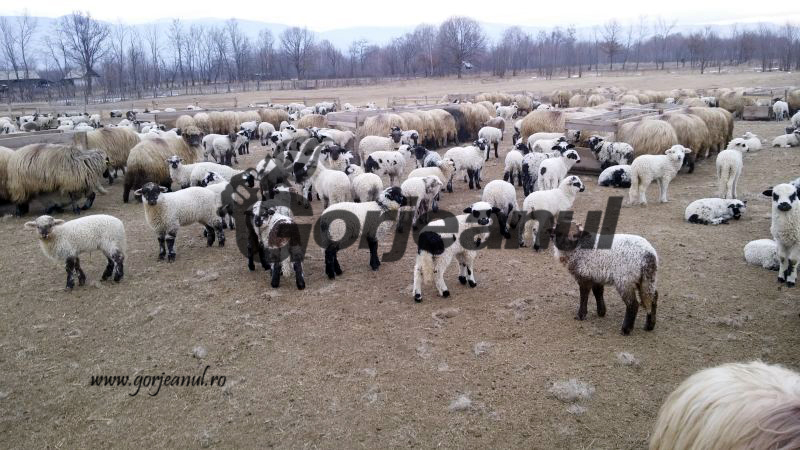 Mieii de Paști au deja câteva kilograme!