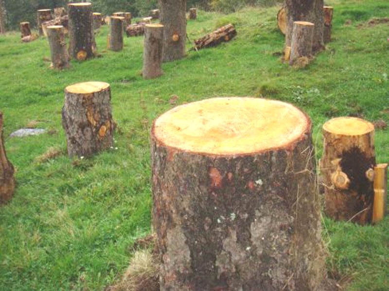 Ca la noi, la nimeni – Salvaţi pădurea, nu doar pădurarii!