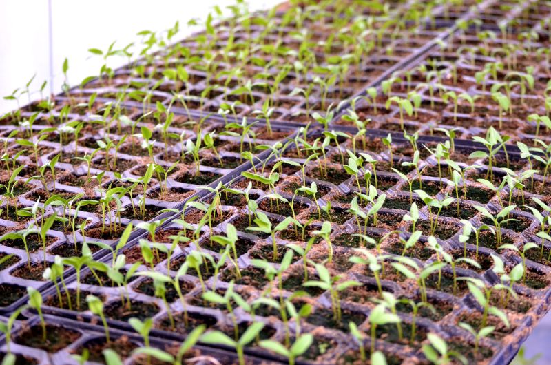 Agricultura pe înțelesul tuturor – Producerea răsadurilor de legume în micile ferme