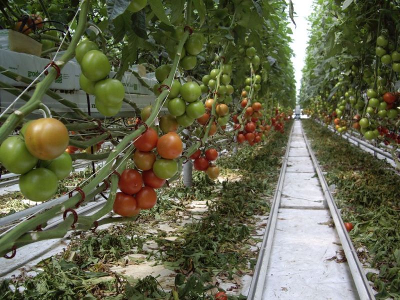 Informări pentru solicitarea subvenţiei la tomate