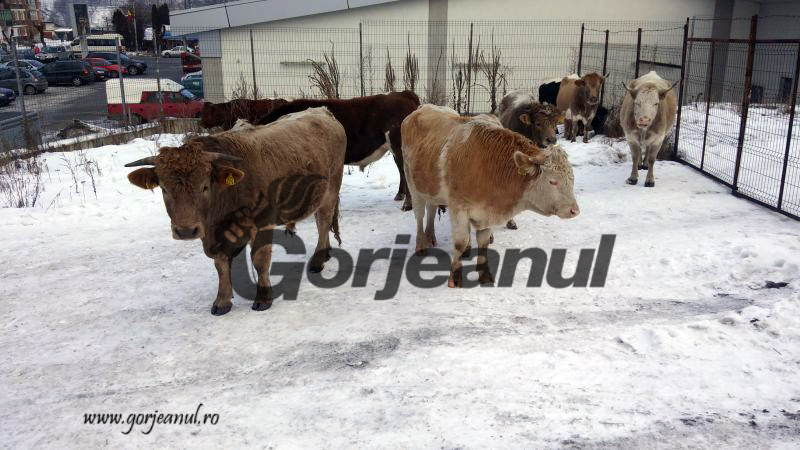 Minerul-văcar din Lupeni, amendat din nou