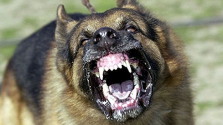 Femeie mușcată de un câine. Dosar penal pentru proprietarul patrupedului