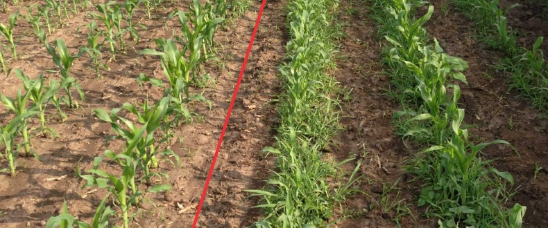 Agricultura pe înțelesul tuturor – Combaterea buruienilor din cerealele păioase